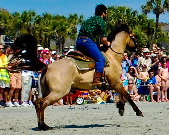 Marsh Tacky: Carolina's Swamp Horse (Image Credits: Flickr)