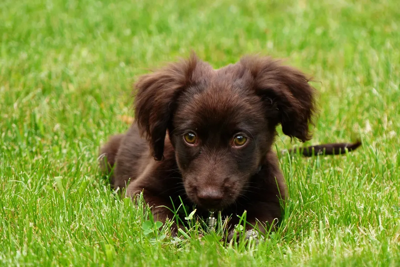 Connecting With Your Inner Animal (Image Credits: Pixabay)