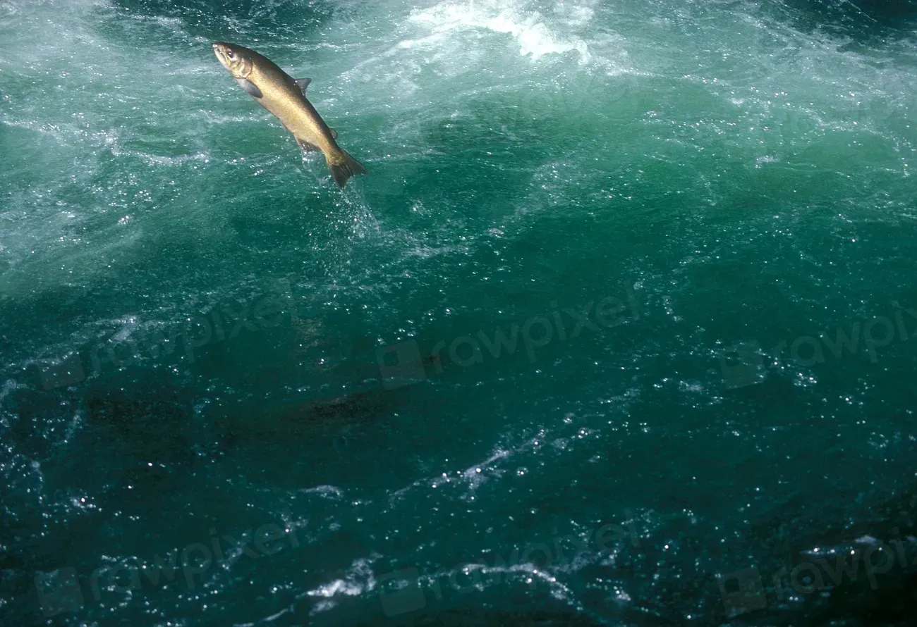 Conclusion: What the Salmon Still Has to Teach Us (Image Credits: Rawpixel)