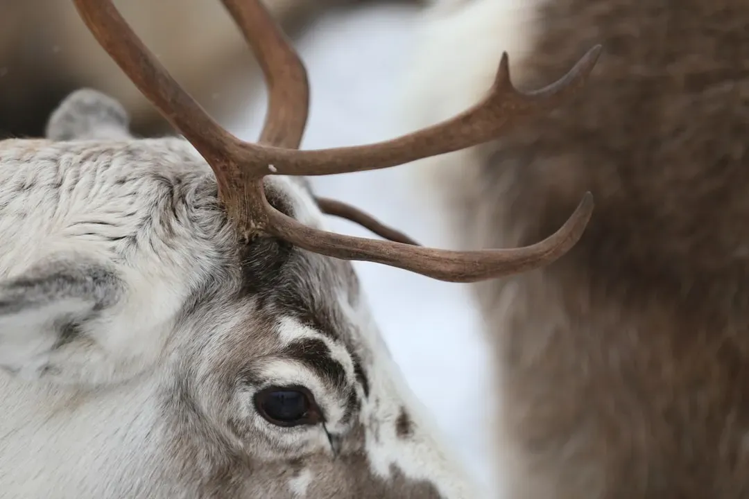 Reindeer and Rodents: Snowy UV Secrets (Image Credits: Unsplash)