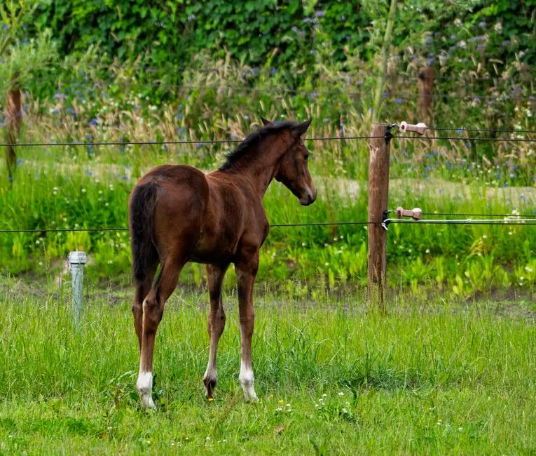 #13 Warmbloods (Image Credits: Pexels)