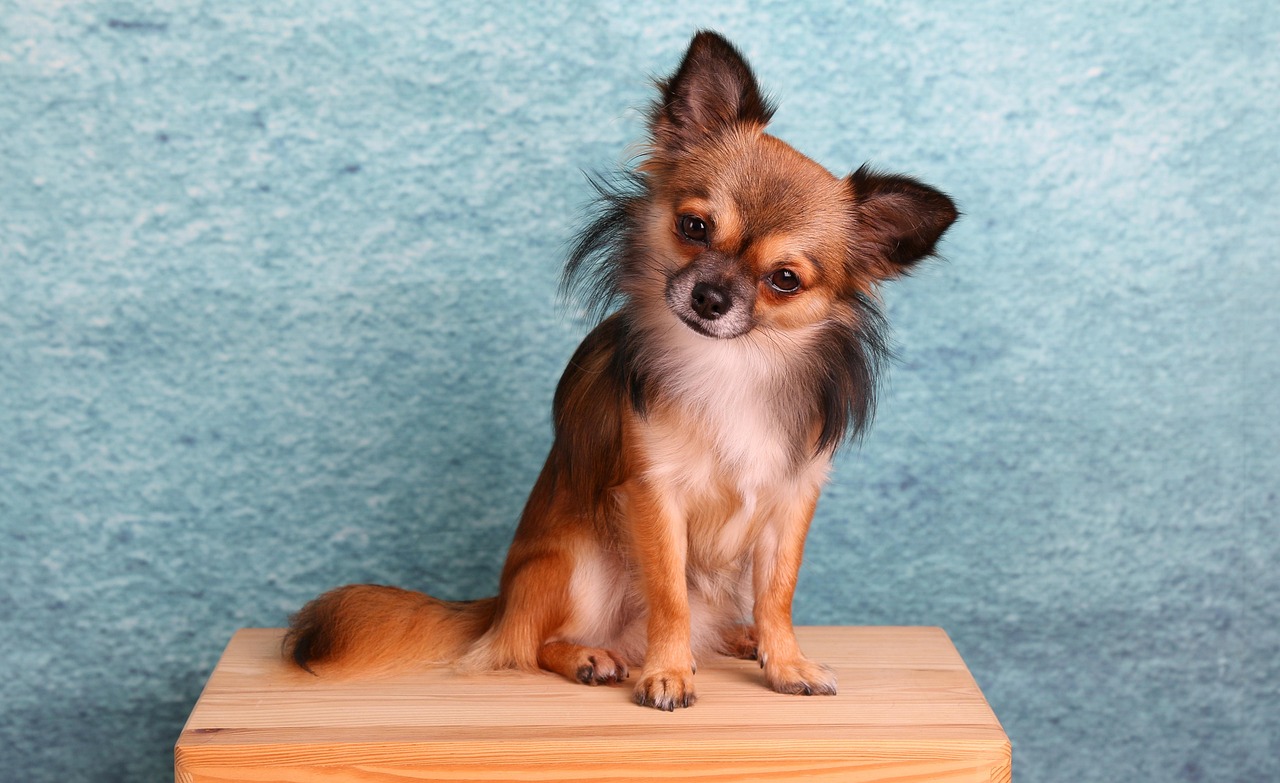 1. Chihuahua (Image Credits: Pixabay)
