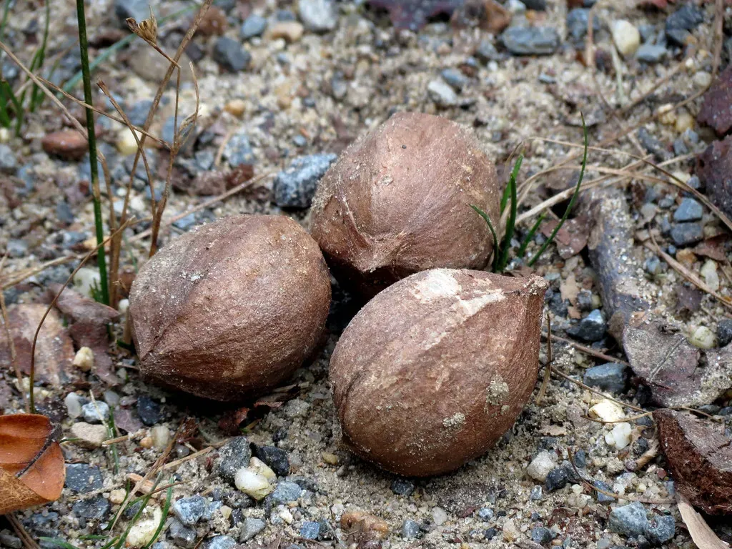 1. Hickory Nuts (treegrow, Flickr, CC BY 2.0)