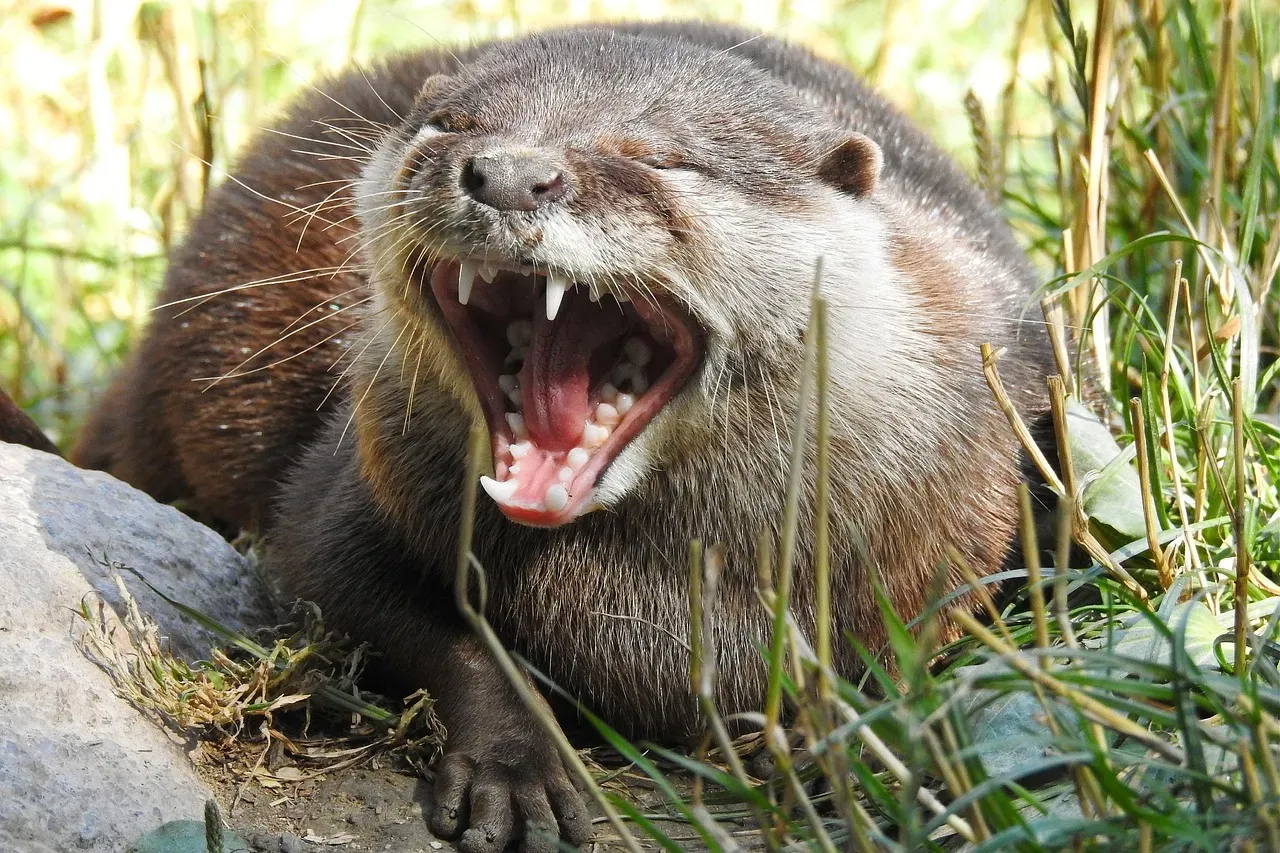 Aquarius (January 20 – February 18): The Otter (Image Credits: Pixabay)