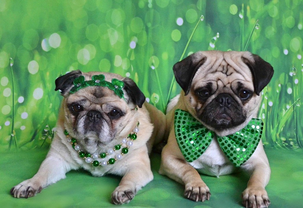 Pug - The Comedy Relief (Image Credits: Flickr)