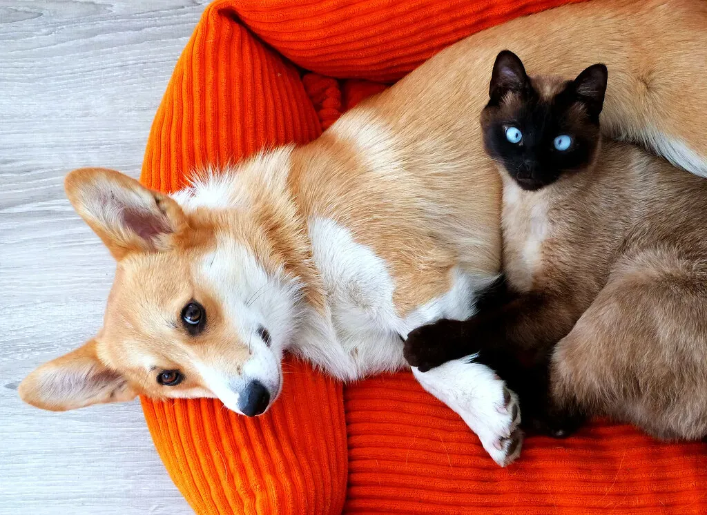 13. Corgi: Energetic but Surprisingly Agreeable (Image Credits: Flickr)