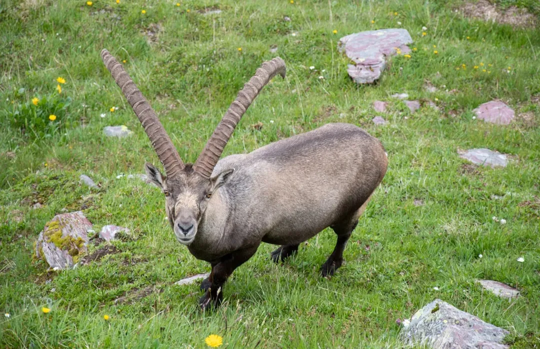#6. Capricorn - The Skeptic Who Comes Back Transformed (Image Credits: Unsplash)