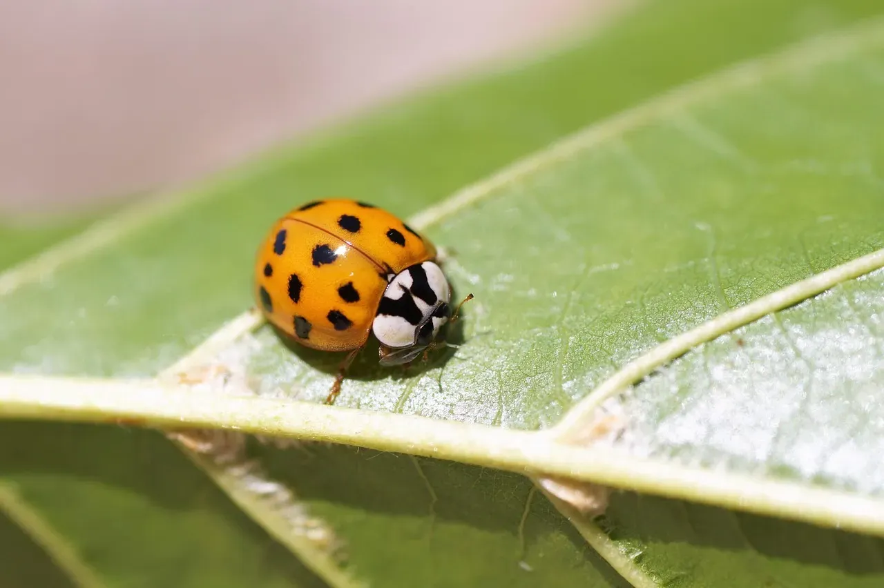4. They Hibernate in Winter (Image Credits: Pixabay)