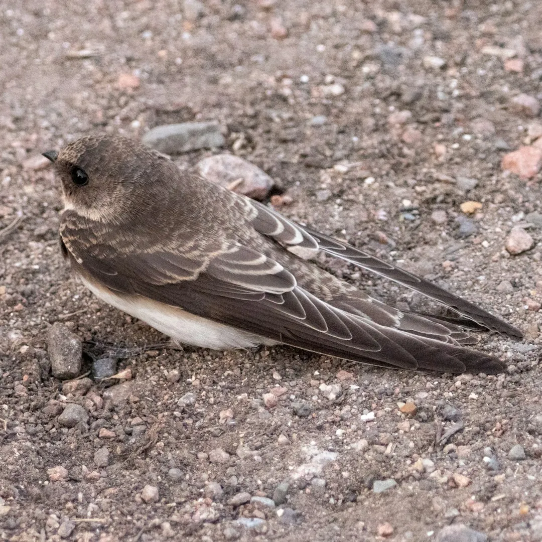 #3 - Sand Martins Are the Canary in the Coalmine (Image Credits: Unsplash)