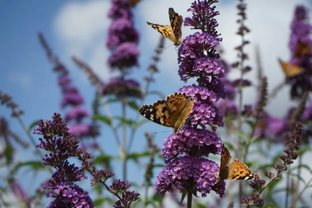 #10 - Butterfly Bush: Buddleia That Delivers Nonstop Blooms (Image Credits: Unsplash)