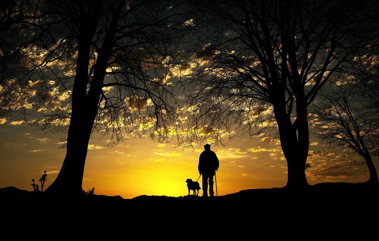 10. Keep Gentle Movement in Their Daily Routine (Image Credits: Pixabay)