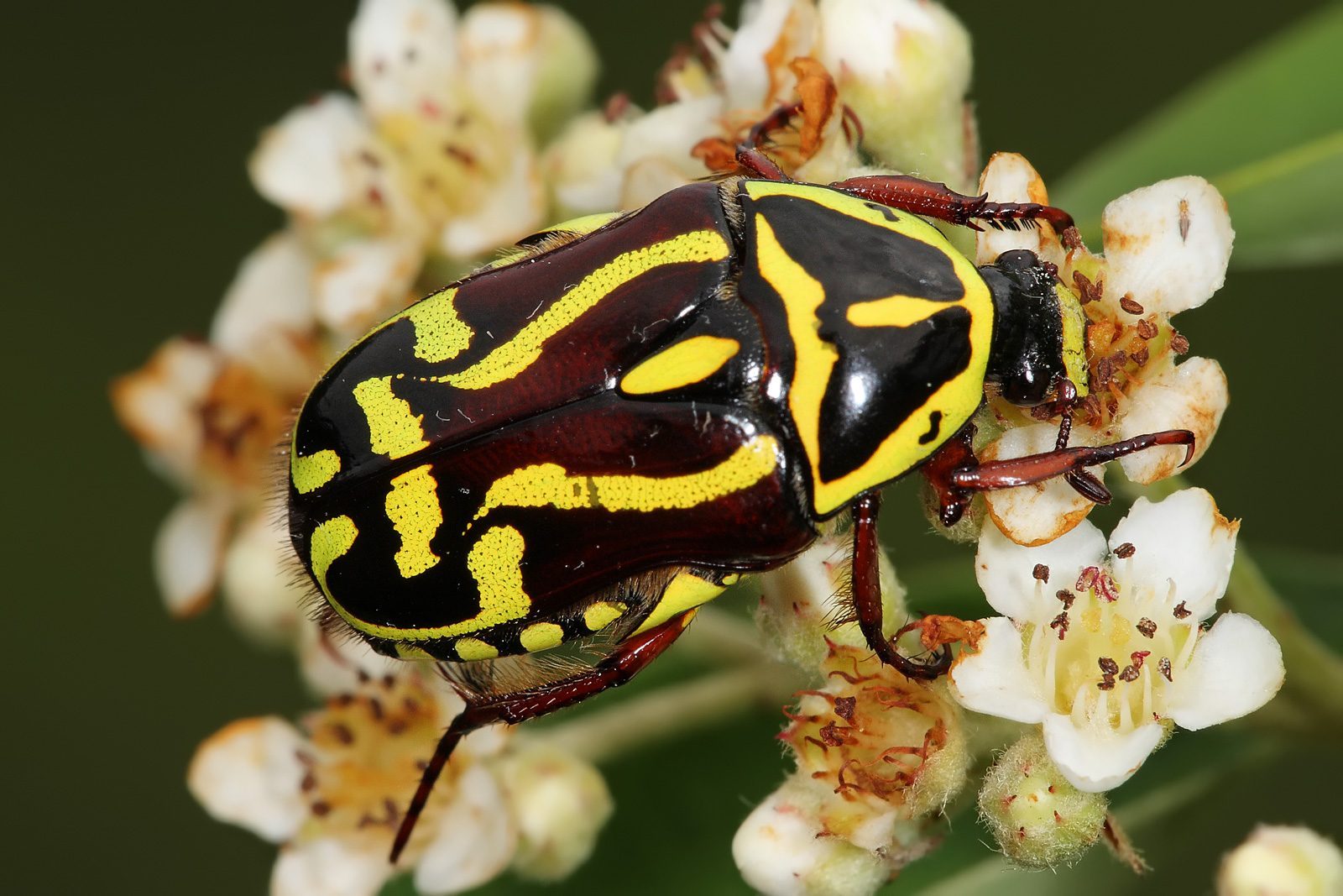 Scarab Beetles: Symbols of Resurrection and Rebirth (Image Credits: Wikimedia)