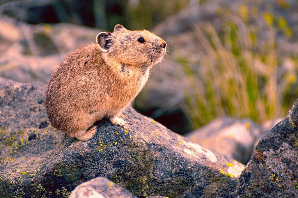 American Pikas: High-Altitude Survivors Under Threat (Image Credits: Flickr)