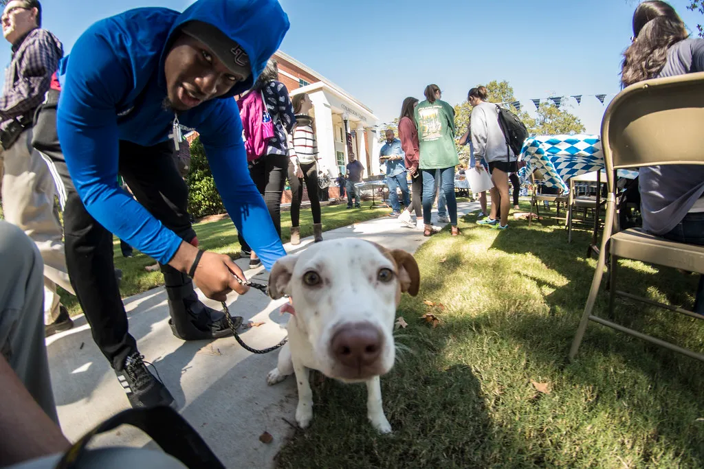 #1 - They Stop Acting Like a "Rescue" and Start Acting Like Your Dog (PresbyPhotos, Flickr, CC BY 2.0)