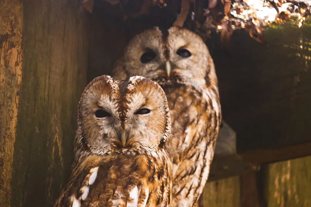 Female Owls Are Larger Than Males (Image Credits: Unsplash)