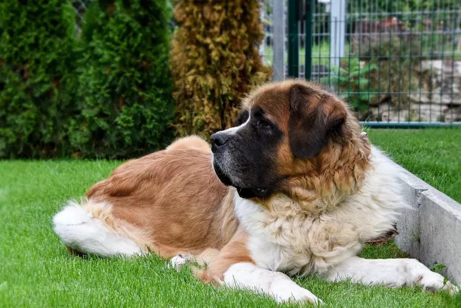 #15 Saint Bernard (Image Credits: Pexels)
