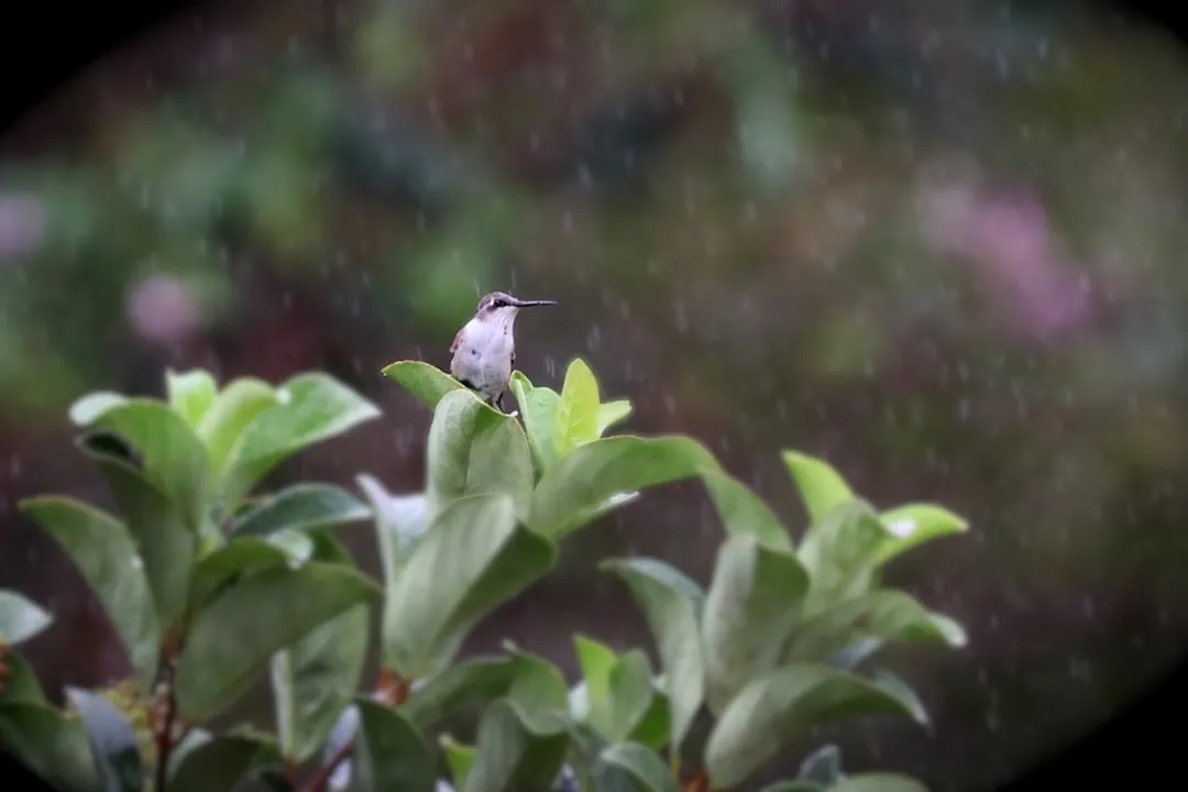 #6 - They Deliberately Fly Into Rain Showers to Bathe (Image Credits: Unsplash)