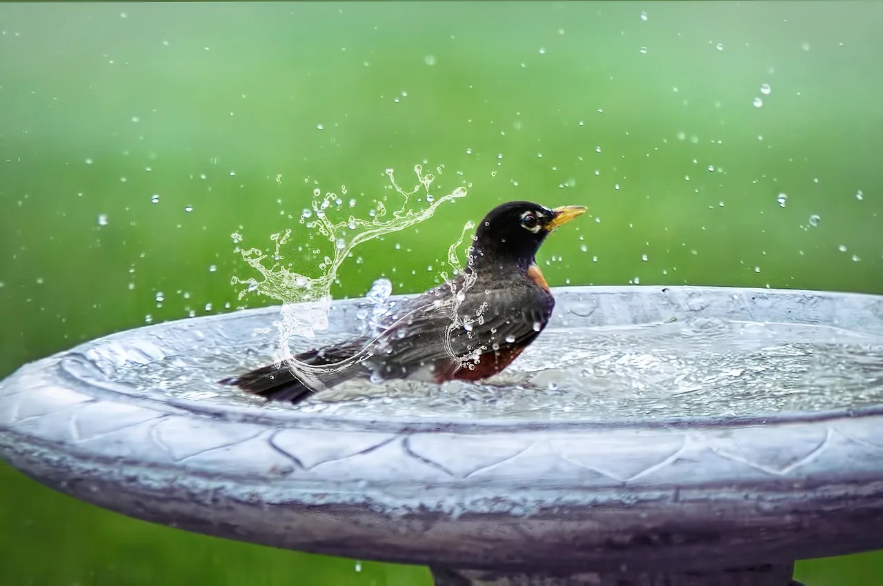 3. Add Water: A Simple Birdbath Can Be a Lifesaver (Image Credits: Pixabay)