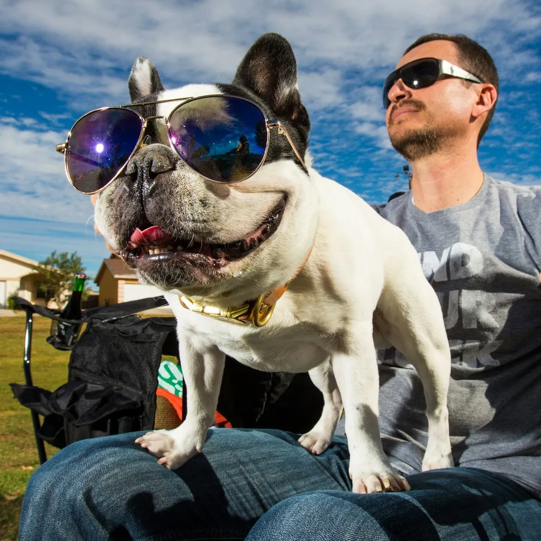 #3 - The Evening the Dog Climbed Onto Your Lap Uninvited (Image Credits: Unsplash)