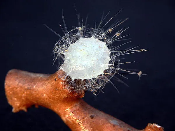 11. The Antarctic Glass Sponge: A Creature Older Than Most Human History (By NOAA; Photo credit: Liz Baird, Public domain)