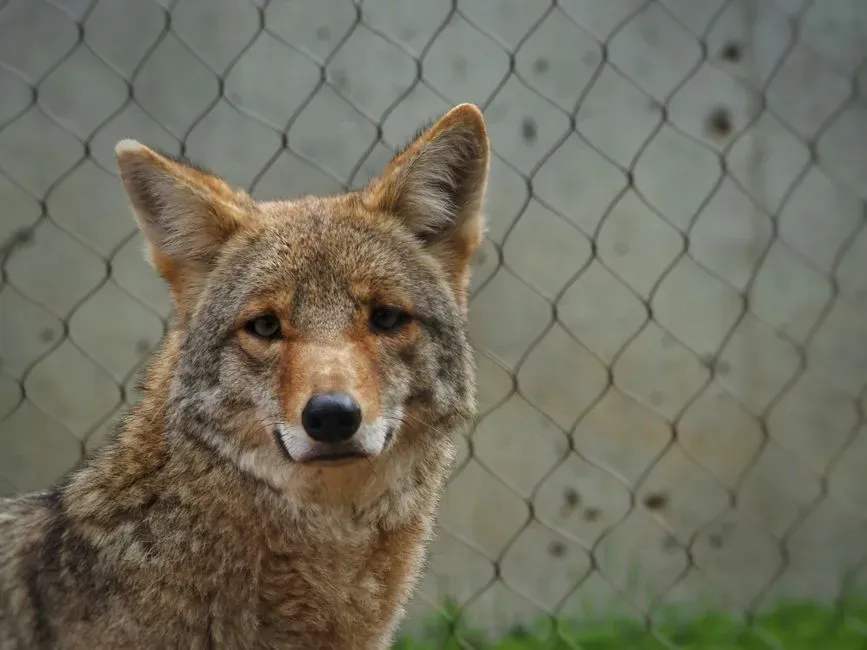 Why the Stare Gets Misread as Threat (Image Credits: Pexels)