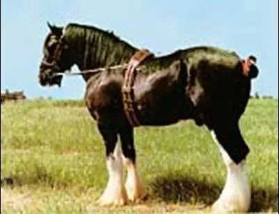 Taurus: The Draft Horse (Image Credits: Flickr)