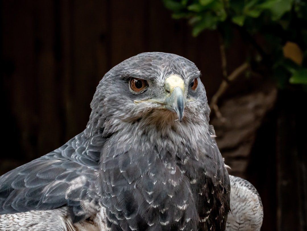 The Majestic Birds of Falconry Traditions (Image Credits: Unsplash)