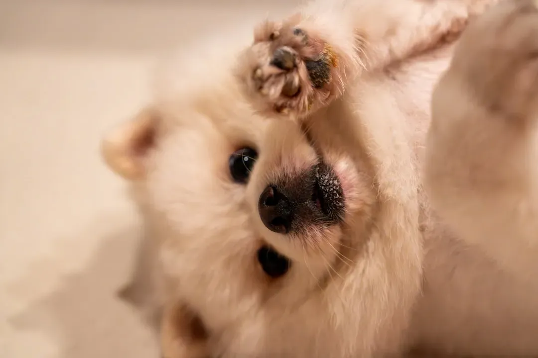 The Mystery Behind the Raised Paw (Image Credits: Unsplash)