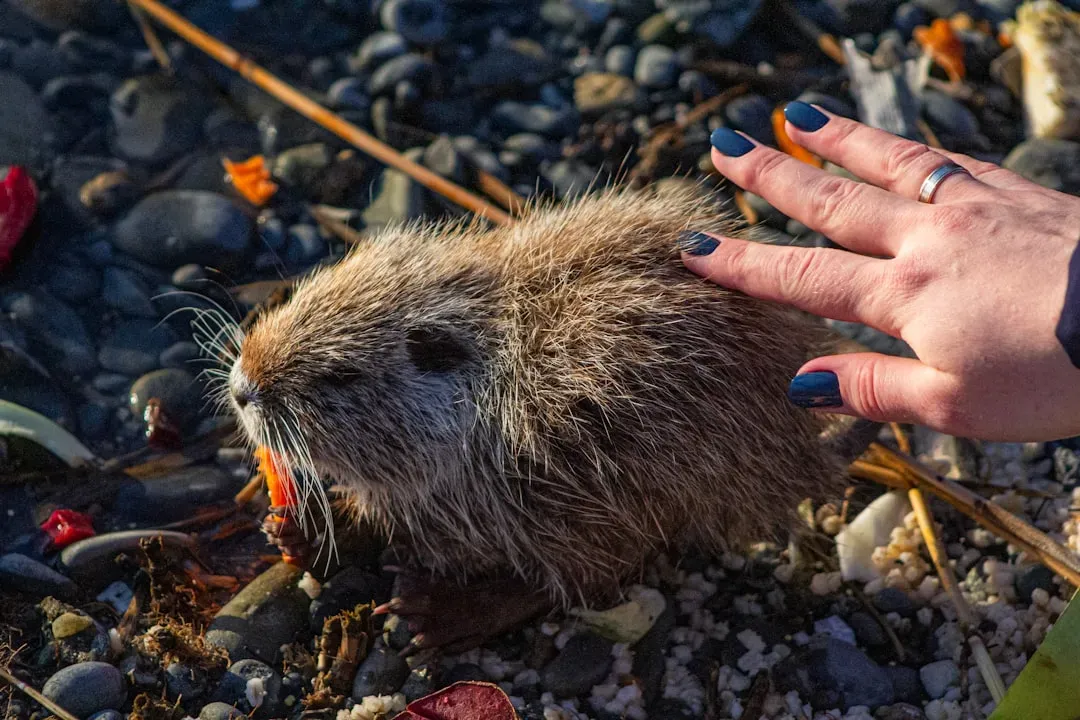 Wisconsin: Wetland Beaver Capital (Image Credits: Unsplash)