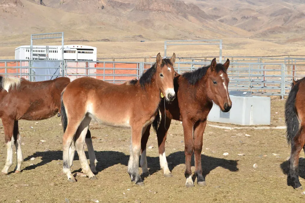 Aries: The Wild Mustang (Image Credits: Flickr)