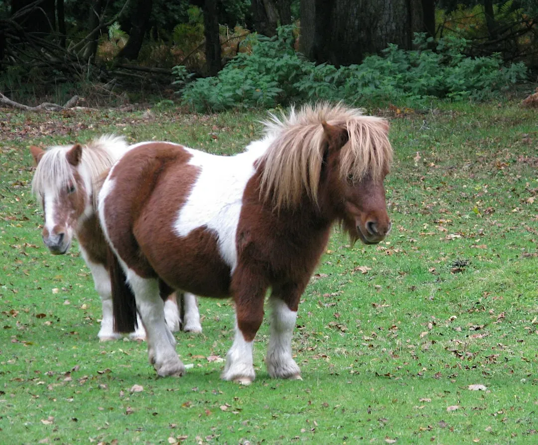 #8 - Shetland Pony (Image Credits: Unsplash)