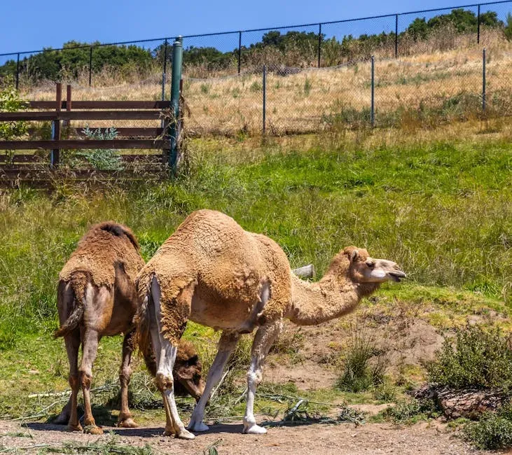 #10 - Camelops (Yesterday's Camel) (Image Credits: Pexels)