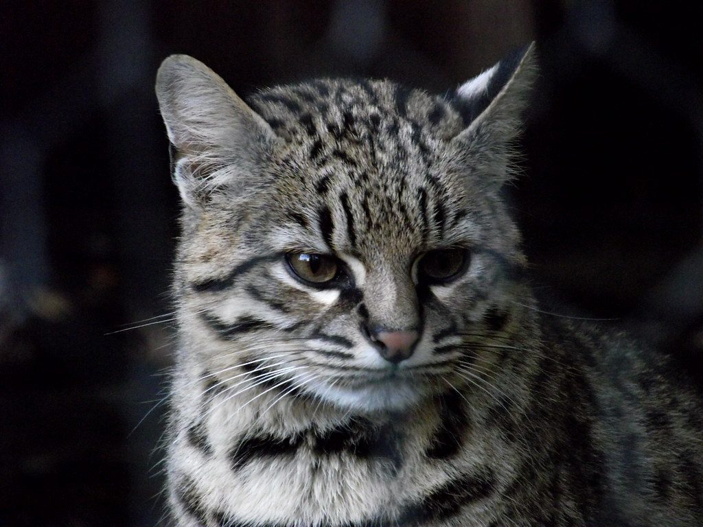 Geoffroy's Cat: Tiny But Fierce (Image Credits: Flickr)