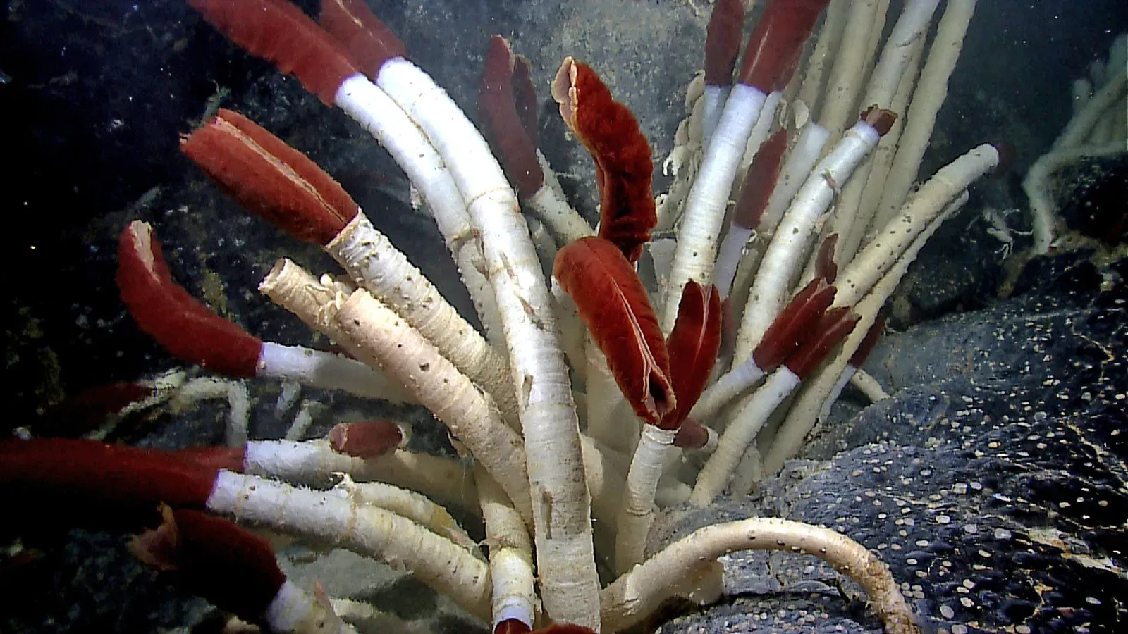 3. The Giant Tube Worm: Feeding on Poison (Flickr NOAA Photo Library, Public domain)