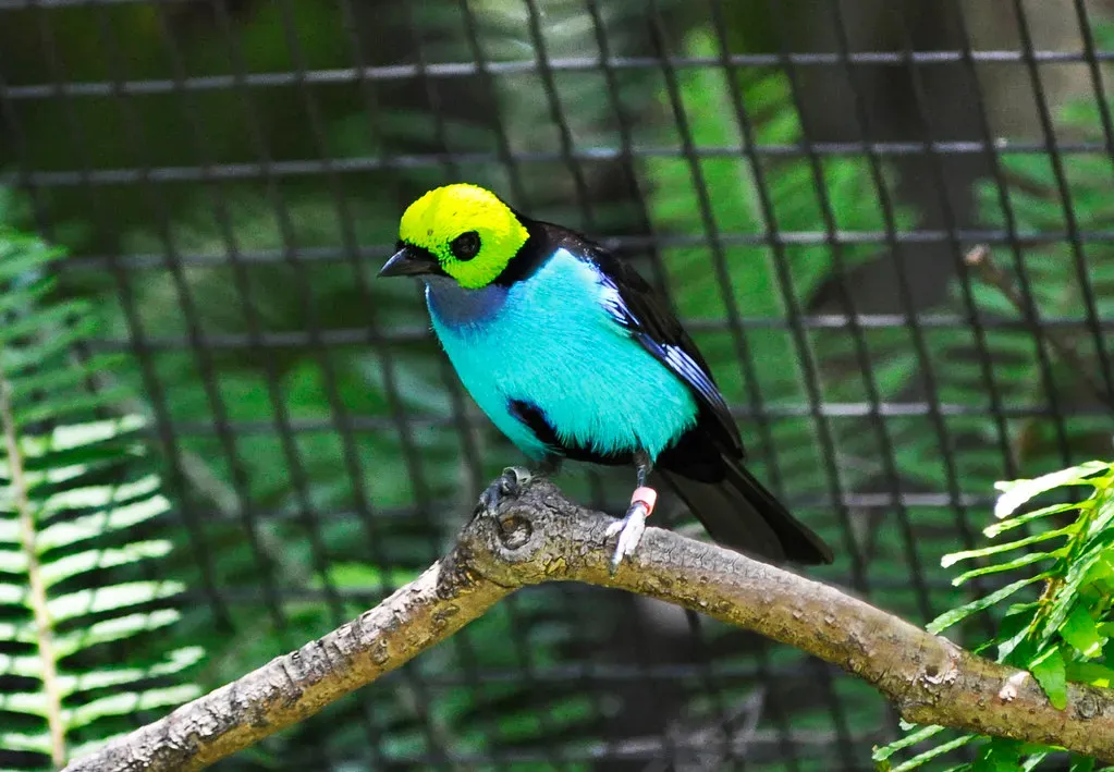 Paradise Tanager: Amazonian Rainbow (Image Credits: Flickr)