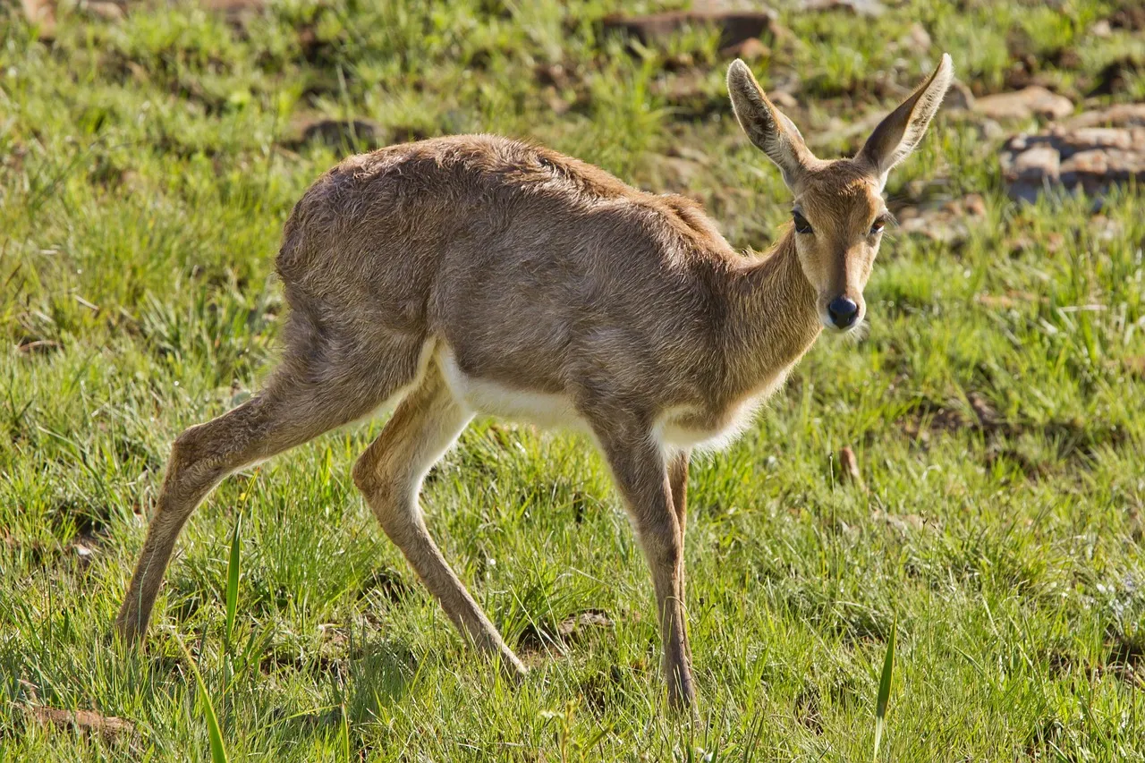#7 Introduce noise and motion as ongoing deterrents (Image Credits: Pixabay)
