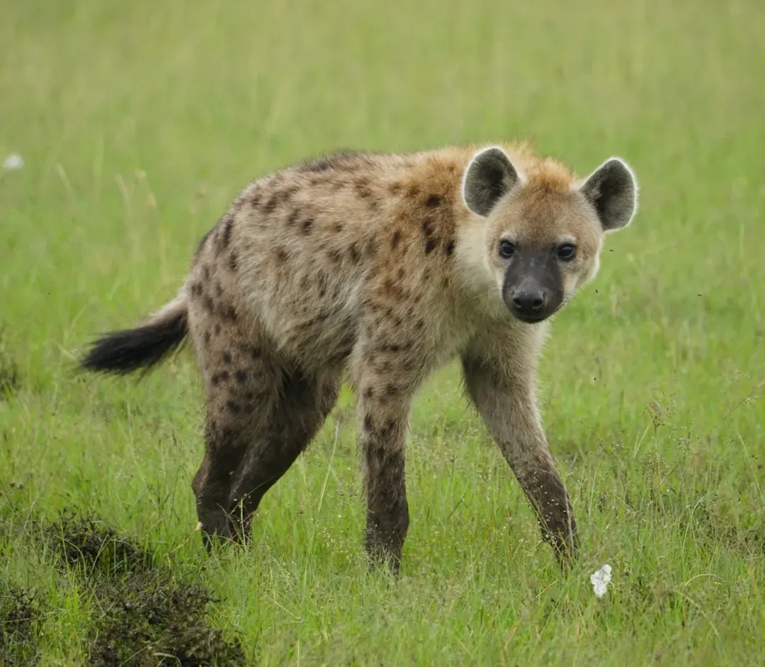 14. The Spotted Hyena: Calculated and Relentless (Image Credits: Unsplash)