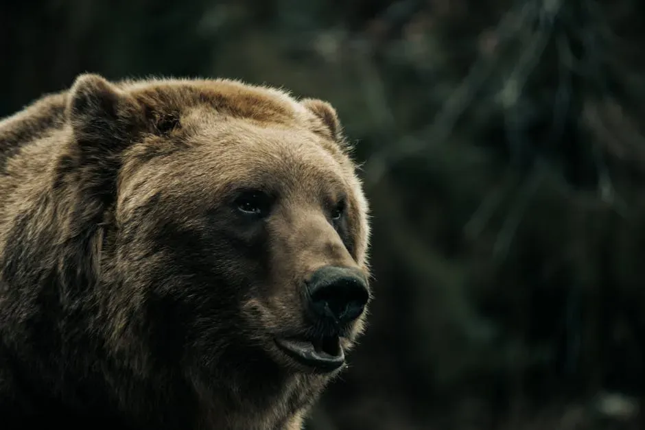 Conclusion: The Bear Doesn't Follow - It Leads From Within (Image Credits: Pexels)