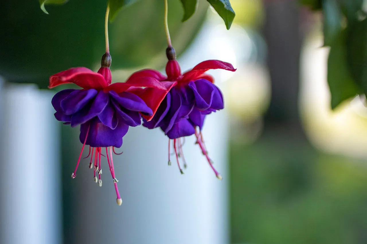 #7 - Hardy and Hanging Fuchsia: The Underestimated Shade Magnet (Image Credits: Pixabay)