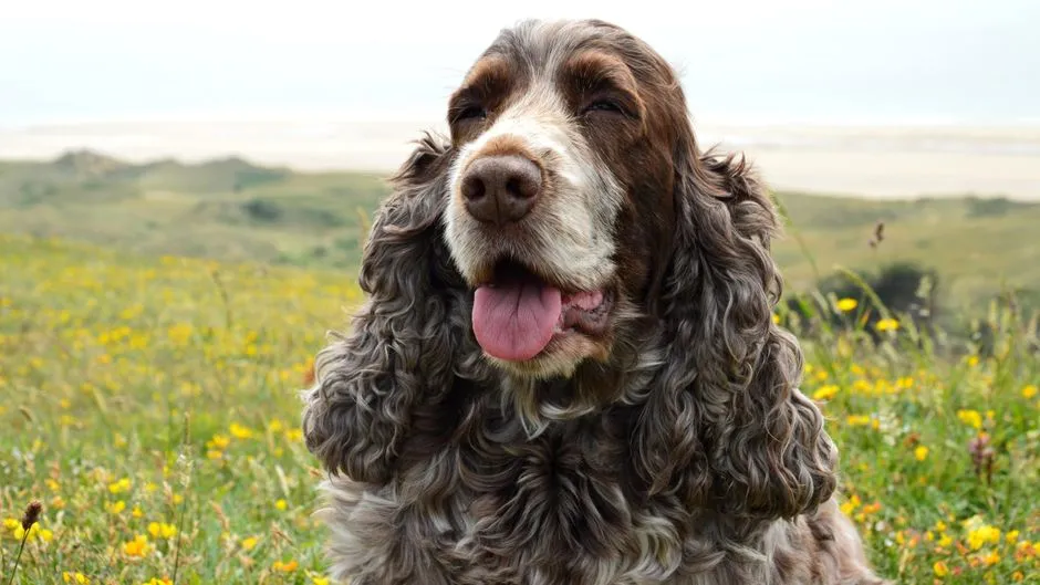 #34 - Field Spaniels, Sussex Spaniels, and Other Spaniels That Time Forgot (Image Credits: Pexels)