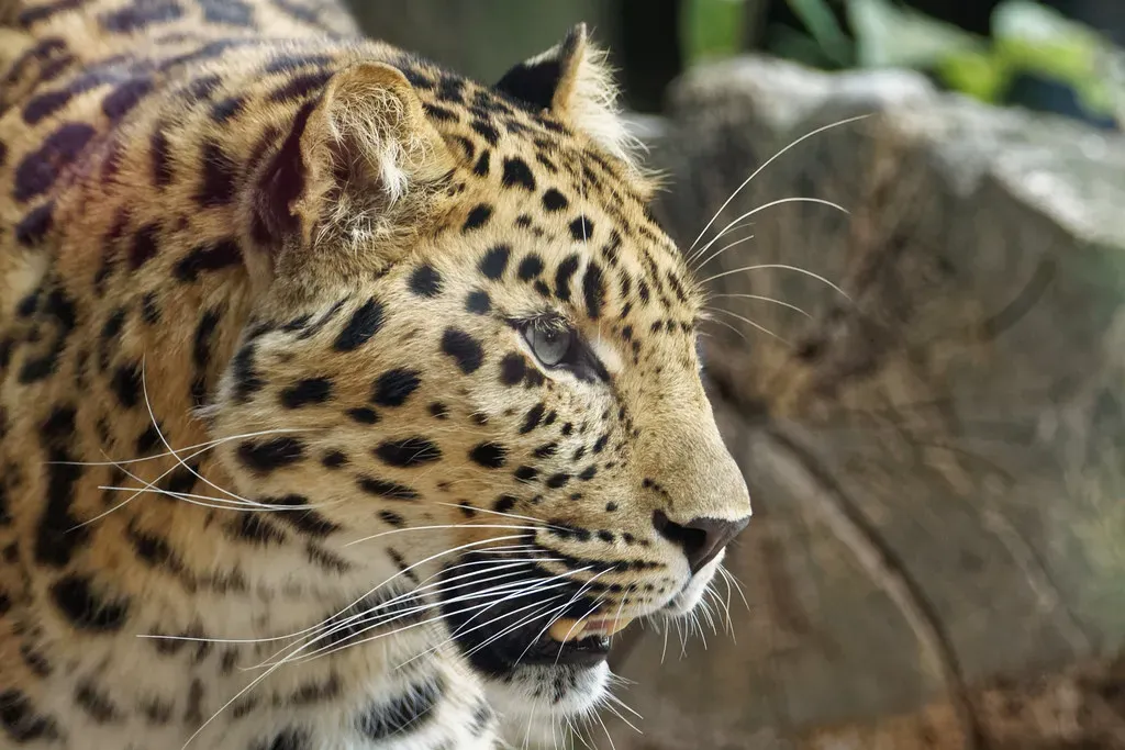 2. Amur Leopard (Image Credits: Flickr)