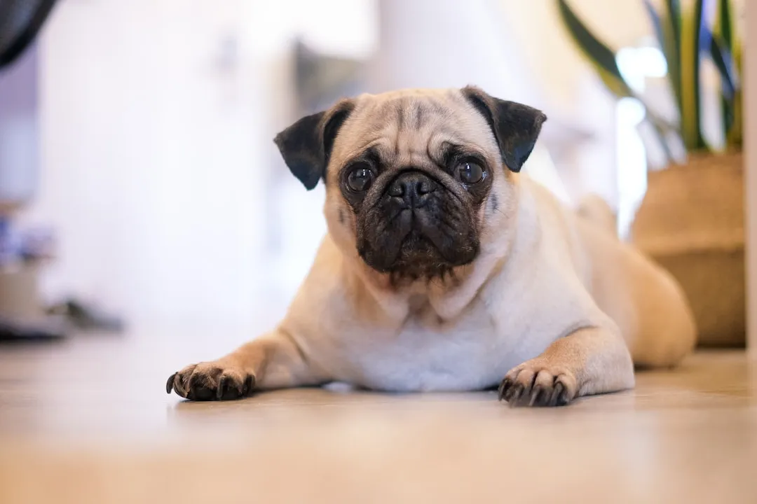 #11 Pug – Comical Chaos To Predictable Homebody (Image Credits: Unsplash)