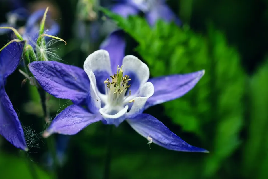 Aquarius – Columbine (Image Credits: Pexels)