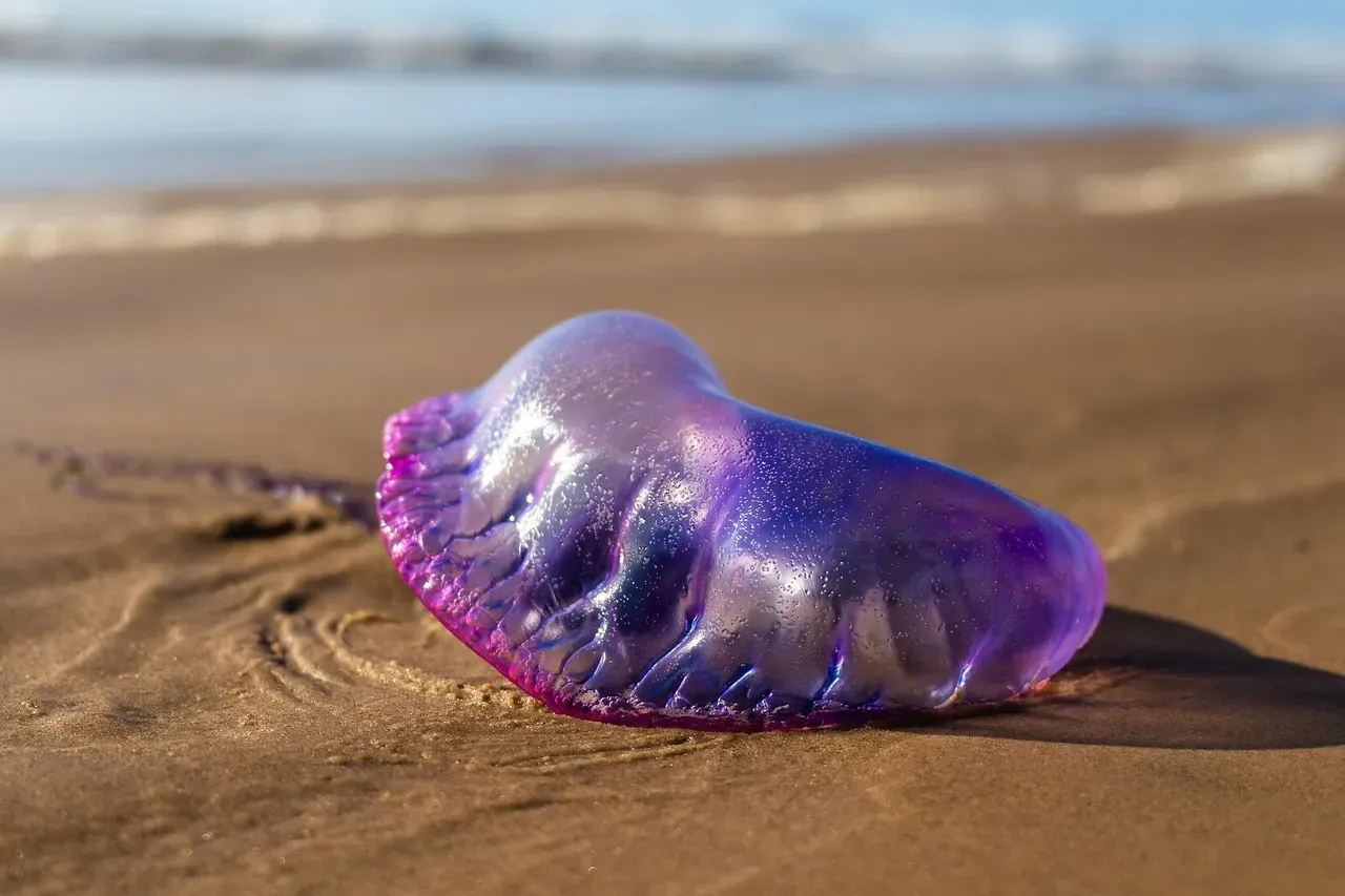 #12. Pisces: The Portuguese Man o' War (Image Credits: Pixabay)