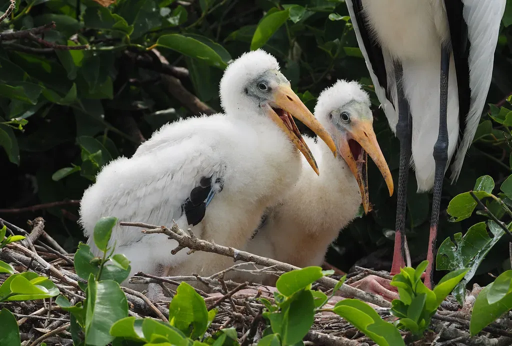 The Critical Role of Florida's Wetlands (Judy Gallagher, Flickr, CC BY 2.0)