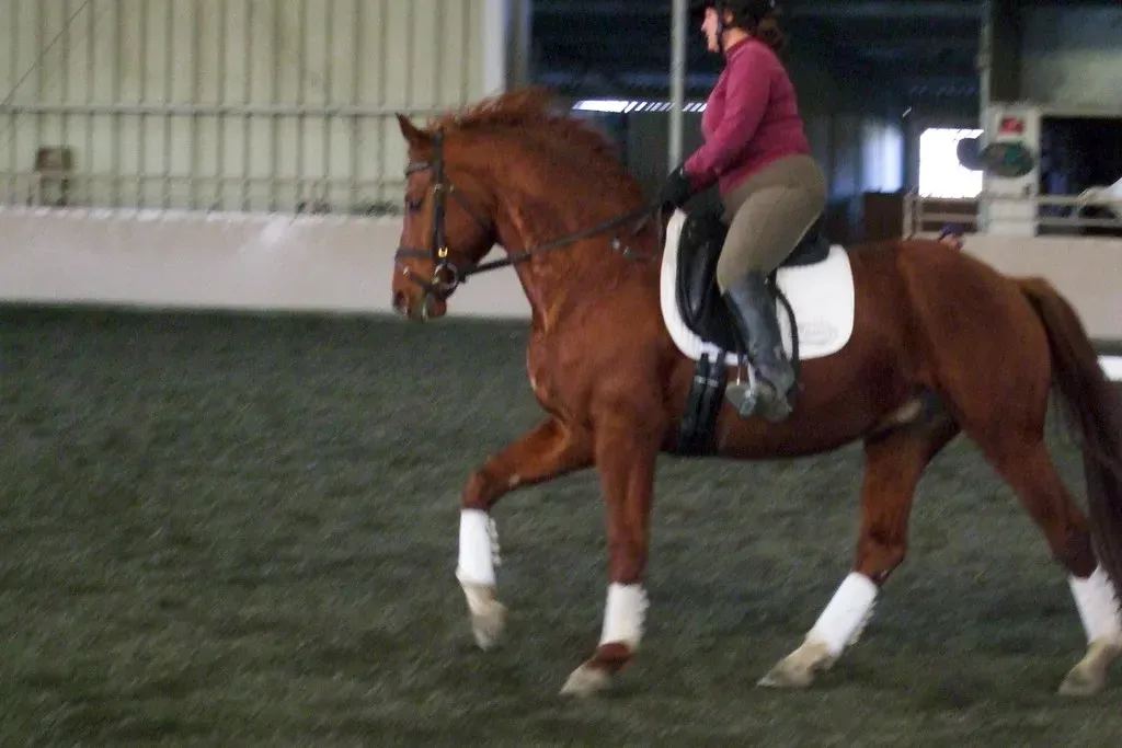 #12 – Hanoverian Warmbloods (jacobian, Flickr, CC BY 2.0)