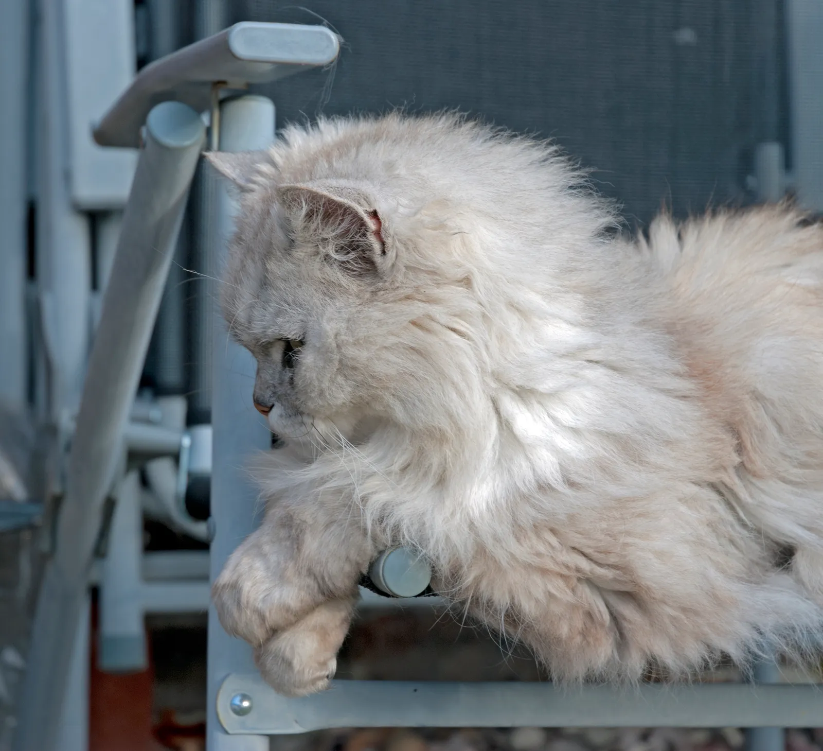#20 - Less Interest in Novelty for Its Own Sake (Top Cat, CC BY 2.0)