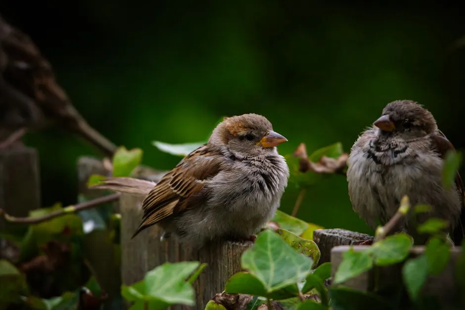 #13 - They No Longer Flee the Second You Open the Door (Image Credits: Pexels)