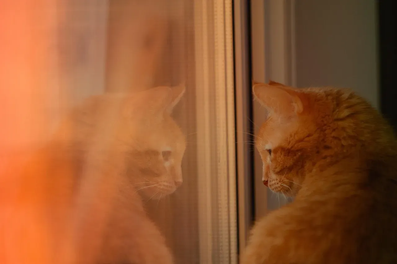 Their Own Reflection in Mirrors (Image Credits: Pixabay)