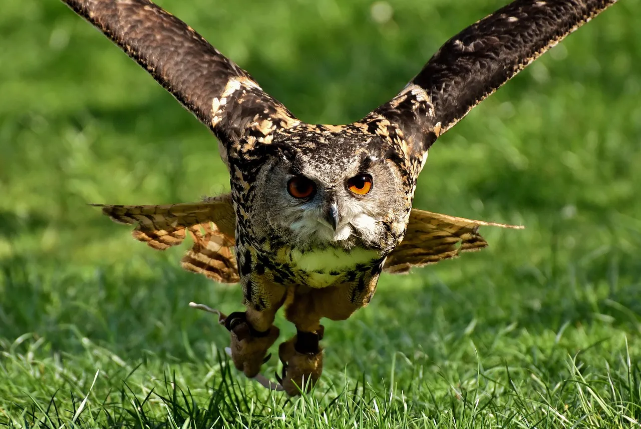 #9 Hawks and Other Raptors: The Silent Sky Watchers (Image Credits: Pixabay)